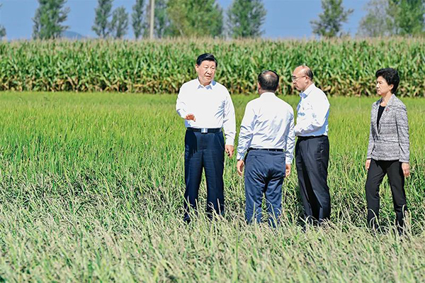 习近平:切实加强耕地保护 抓好盐碱地综合改造利用